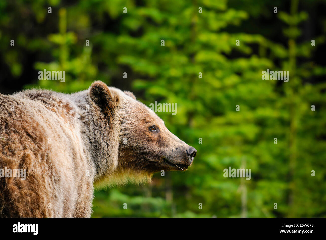 Wild Grizzly bear feeding on summer foliage, Kananaskis Country Alberta