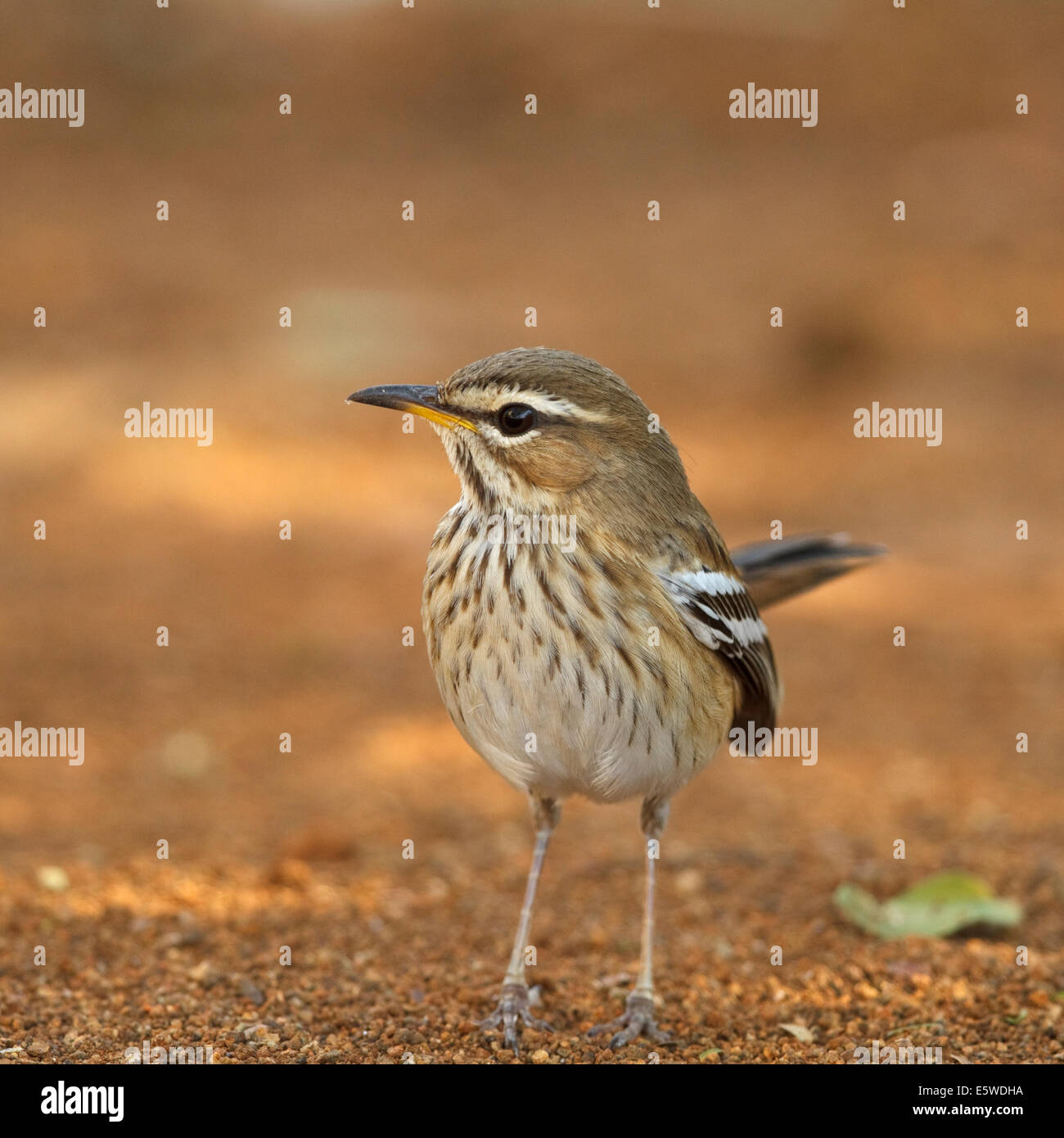 Red-backed Scrub-Robin = White-browed Scrub Robin (Cercotrichas leucophrys sp. leucophrys) on the ground Stock Photo