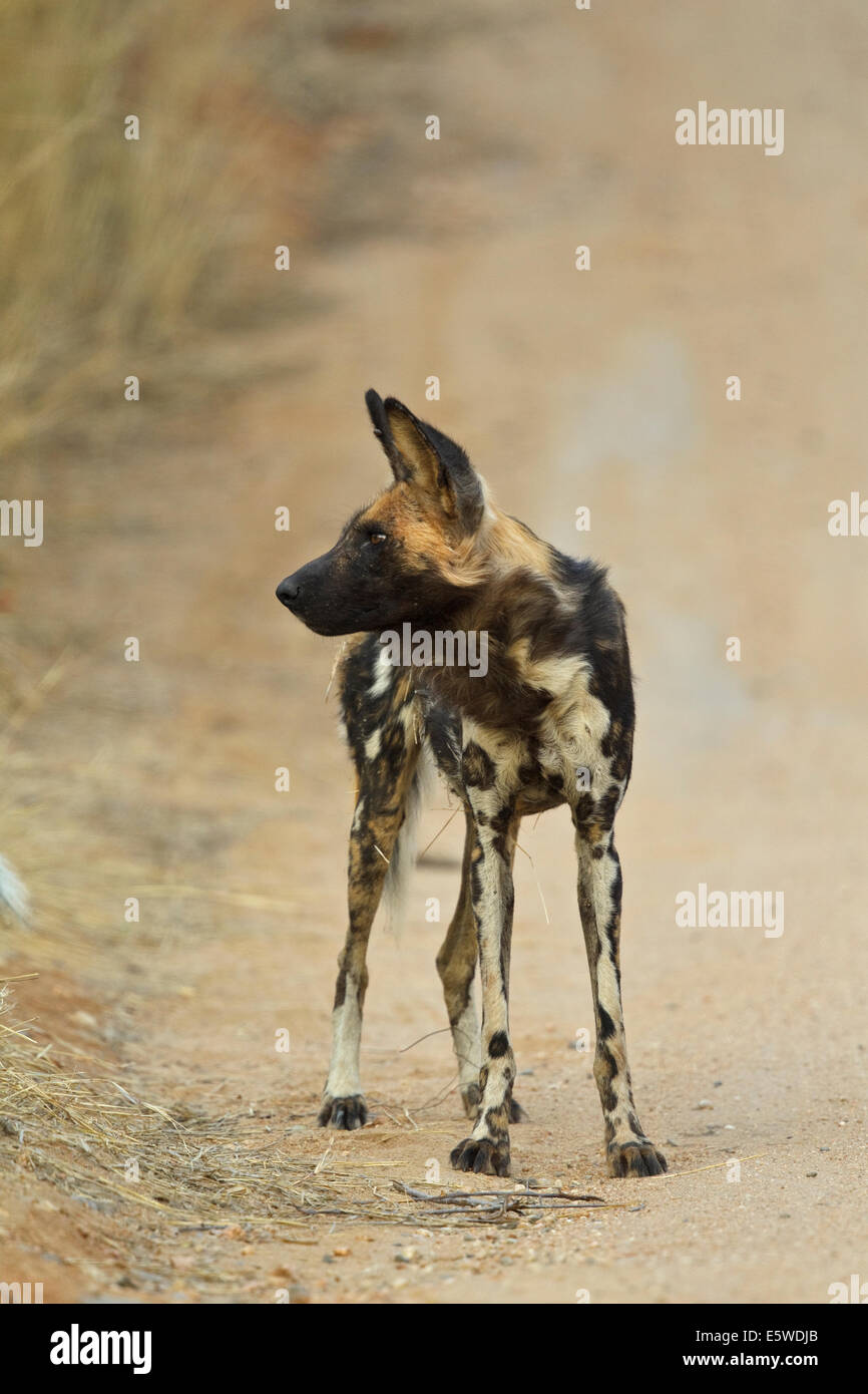 African Wild Dog (Painted Dog) (Lycaon pictus), Stock Photo