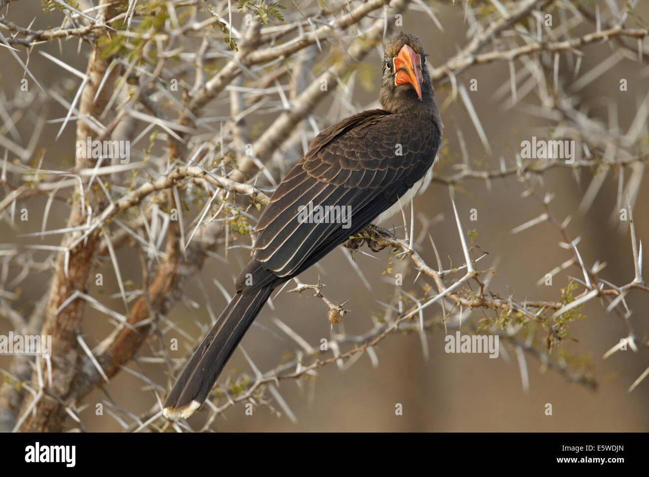 Crowned Hornbill (Tockus alboterminatus), Stock Photo