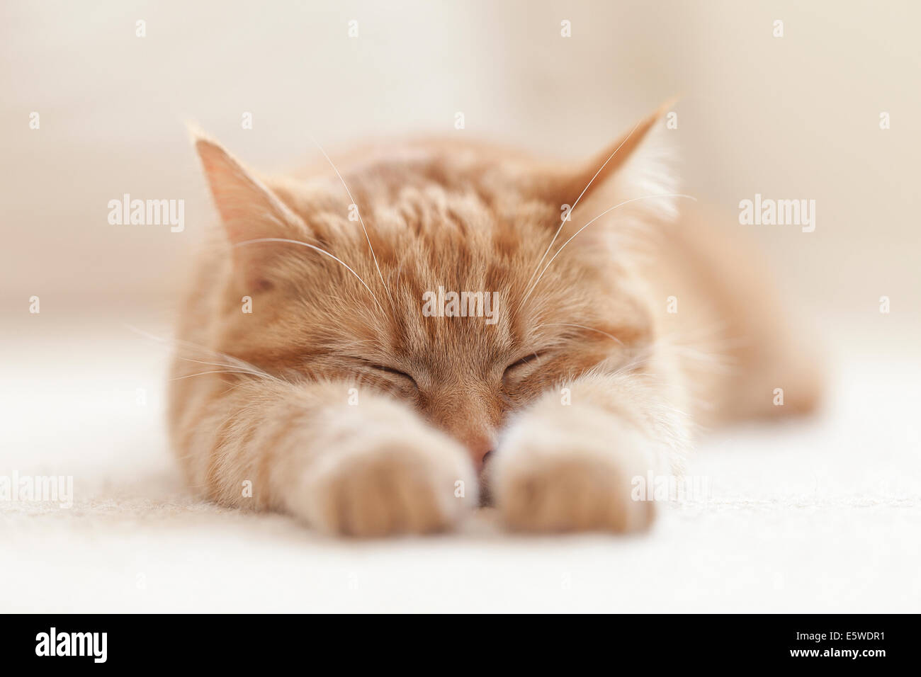 Ginger cat sleeping with paws straight out Stock Photo Alamy