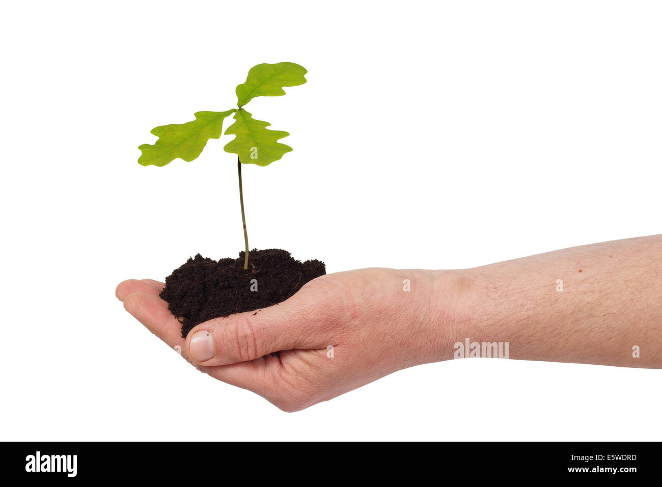 Hand with young oak tree Stock Photo