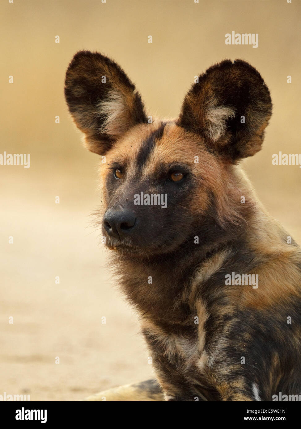 African Wild Dog (Painted Dog) (Lycaon pictus), Stock Photo