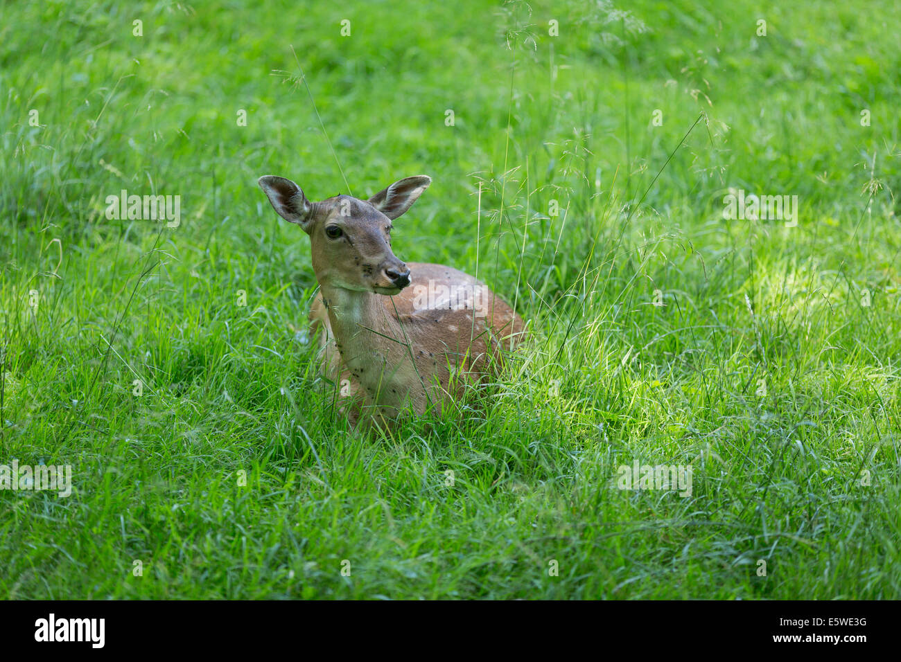 Lying fallow deer during rumination. The deer has mosquitoes on its face. Stock Photo