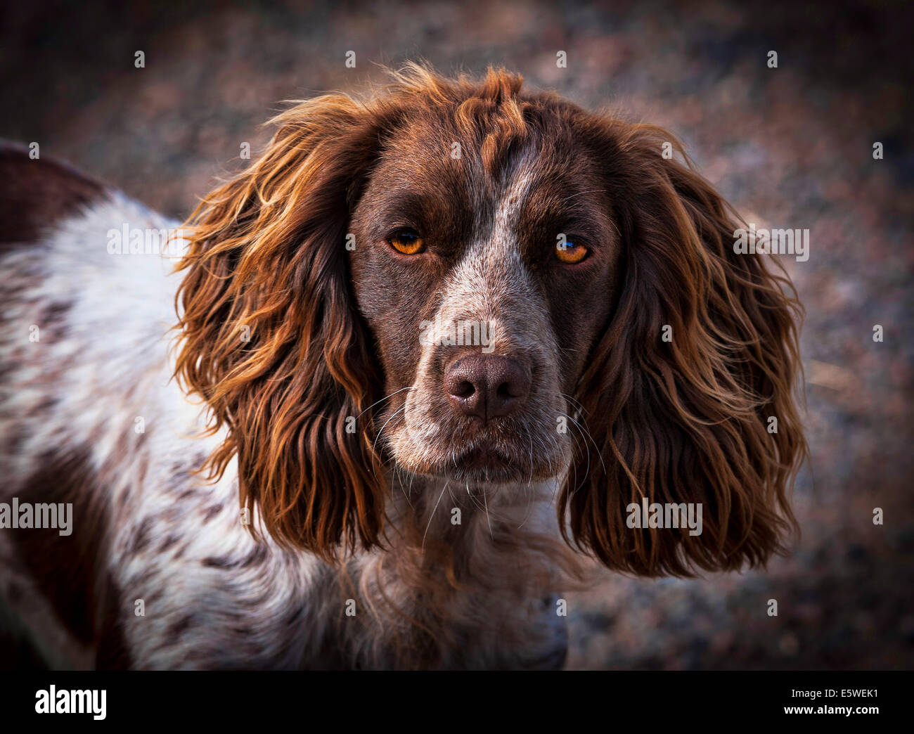 liver and white english cocker spaniel