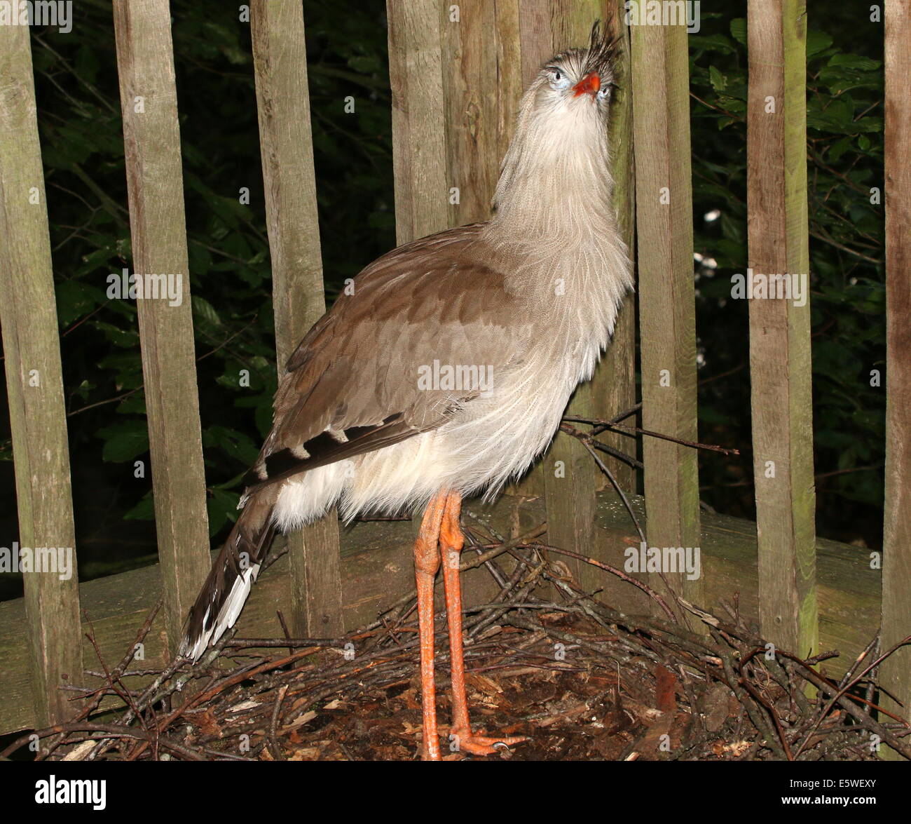Red-legged seriema or crested cariama (Cariama cristata)  posing on a nest Stock Photo
