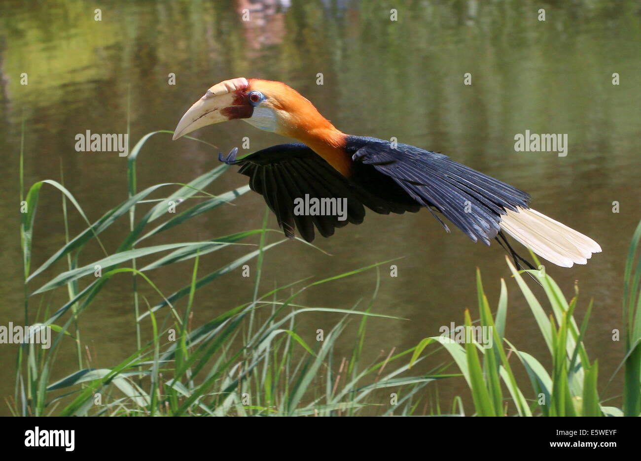 Male Blyth's hornbill or Papuan hornbill (Rhyticeros plicatus) in flight Stock Photo