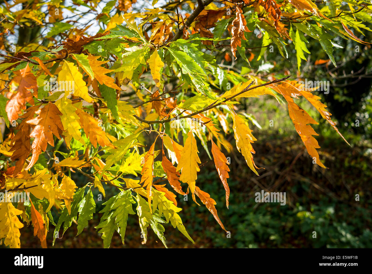 Leaves of cut-leaved beech turning colour in autumn Stock Photo