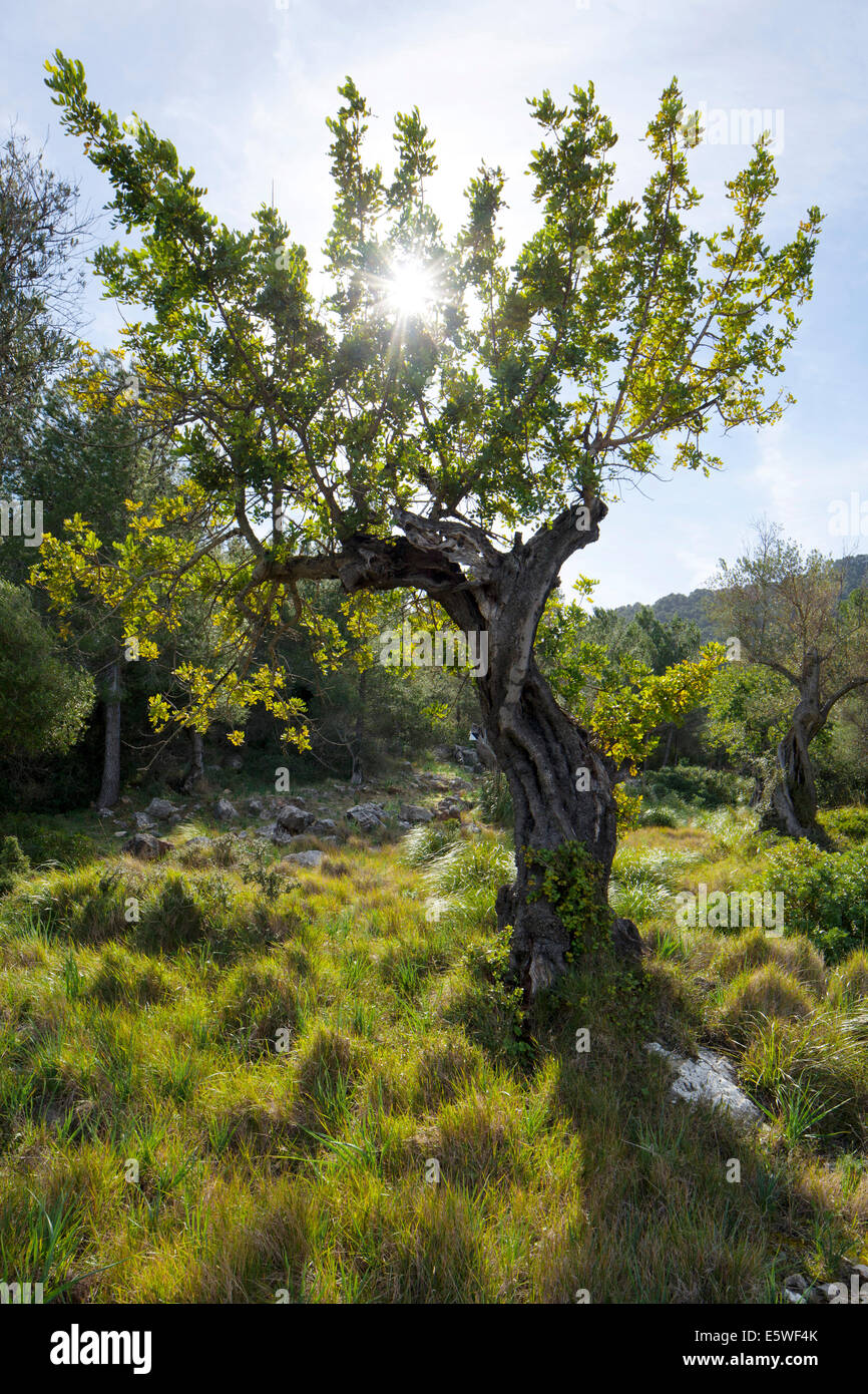 Olive Tree (Olea europaea), with sunlight, Majorca, Balearic Islands