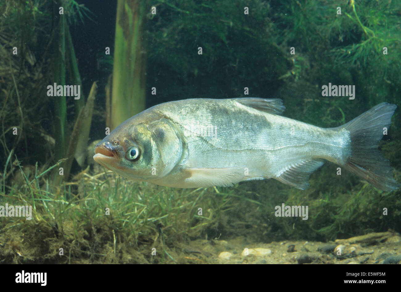 Silver Carp (Hypophthalmichthys molitrix), captive Stock Photo