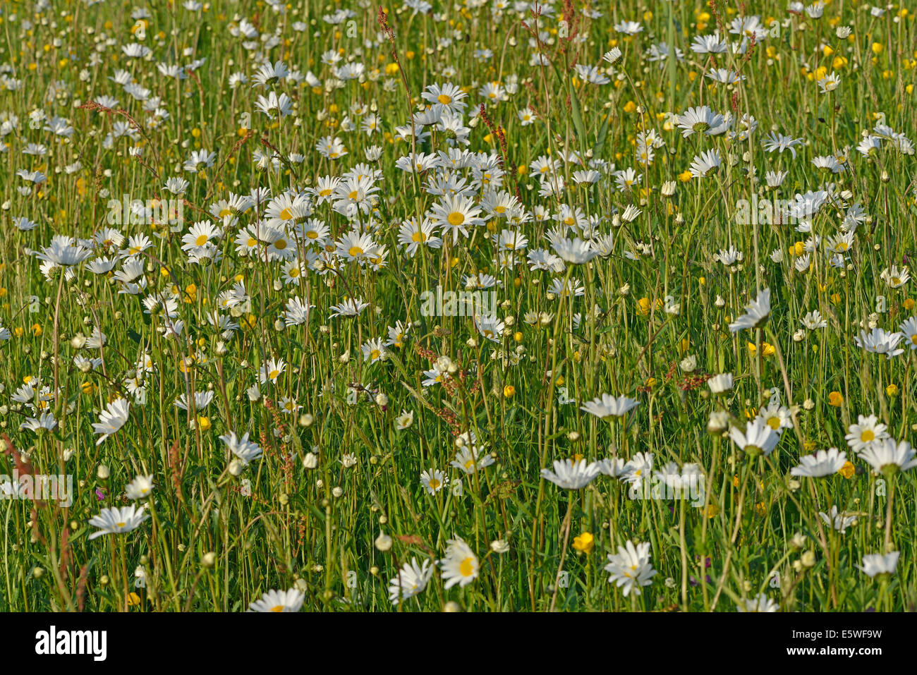 Flower meadow with Oxeye Daisies or Ox-eye Daisies (Leucanthemum vulgare) and Tall Buttercups (Ranunculus acris), Texel Stock Photo