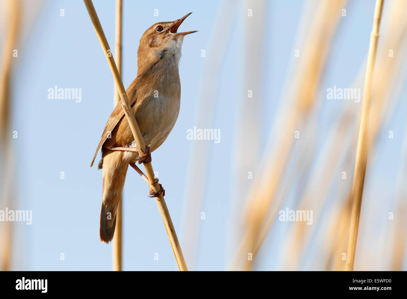 Savi's Warbler (Locustella luscinioides), territorial singing, perched on reeds, Mecklenburg-Western Pomerania, Germany Stock Photo