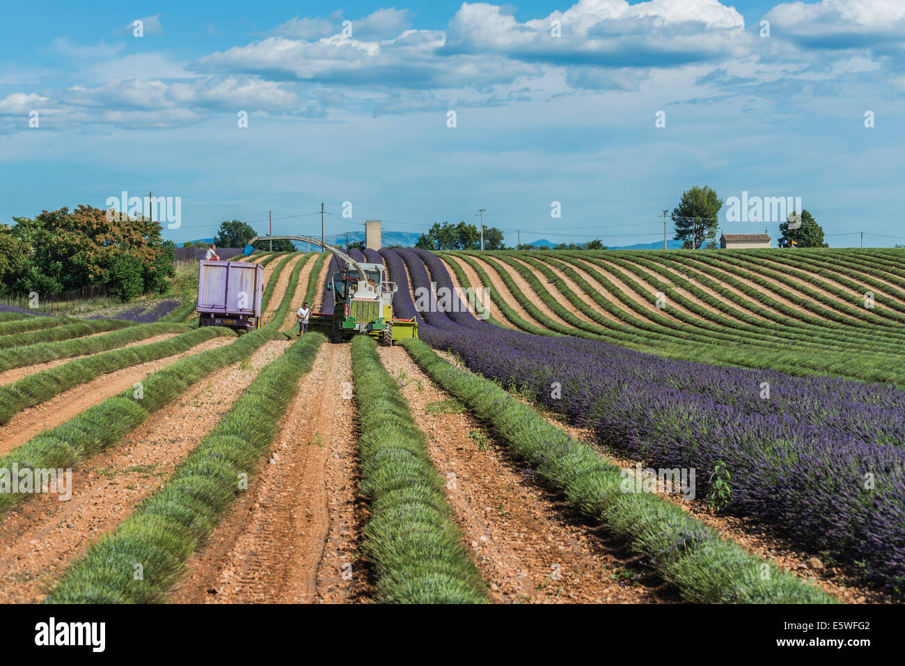 Lavender harvest in Valensole, Plateau de Valensole, Département Alpes-de-Haute-Provence, Provence, France Stock Photo