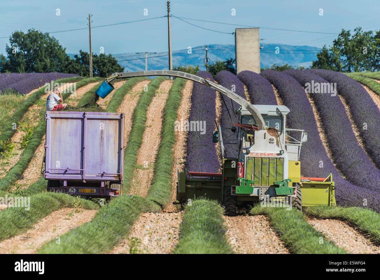 Lavender harvest in Valensole, Plateau de Valensole, Département Alpes-de-Haute-Provence, Provence, France Stock Photo