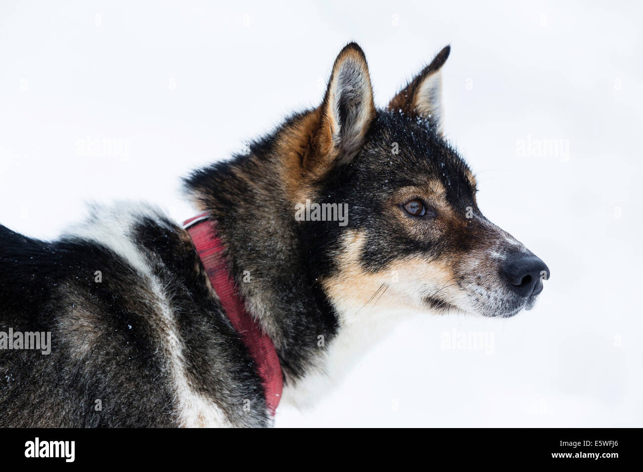 Husky, Lapland, Finland Stock Photo