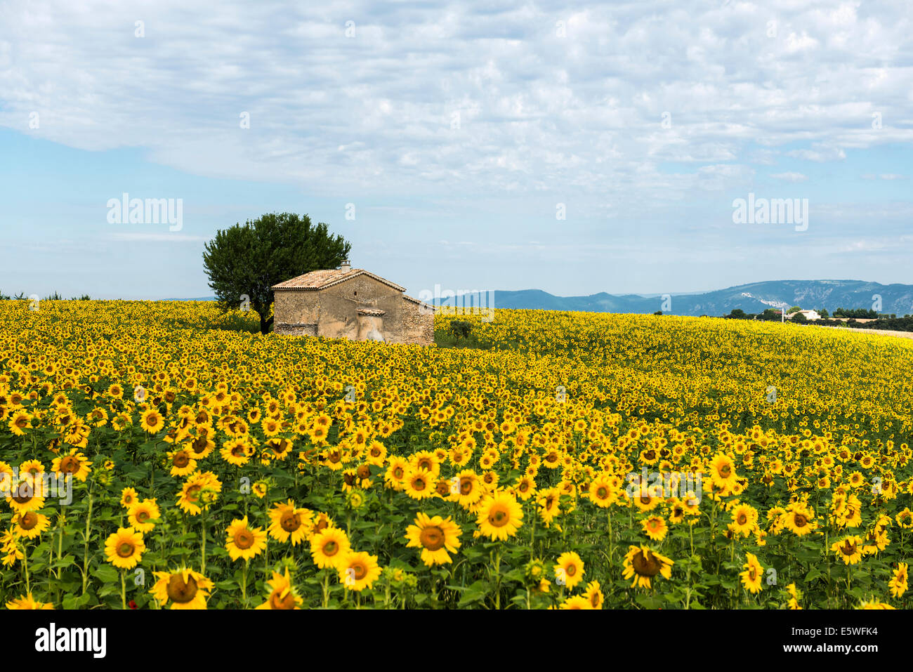 Sunflower field and small stone house, Plateau de Valensole in Valensole, Provence, Provence-Alpes-Côte d&#39;Azur, France Stock Photo