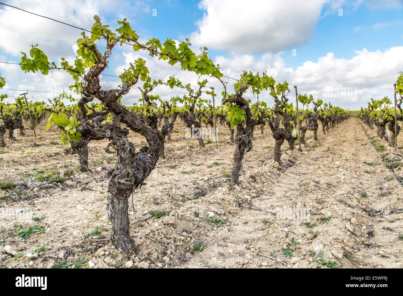 Vines, Nissan-lez-Enserune, Languedoc-Roussillon, France Stock Photo