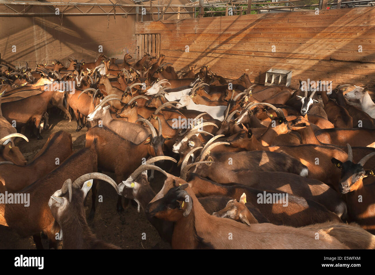 Penned dairy goats waiting to be milked in the barn, organic goat farm