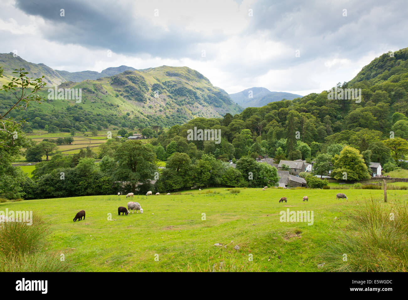 Country scene of sheep in a field at Seatoller Borrowdale Valley Lake District Cumbria England UK Stock Photo