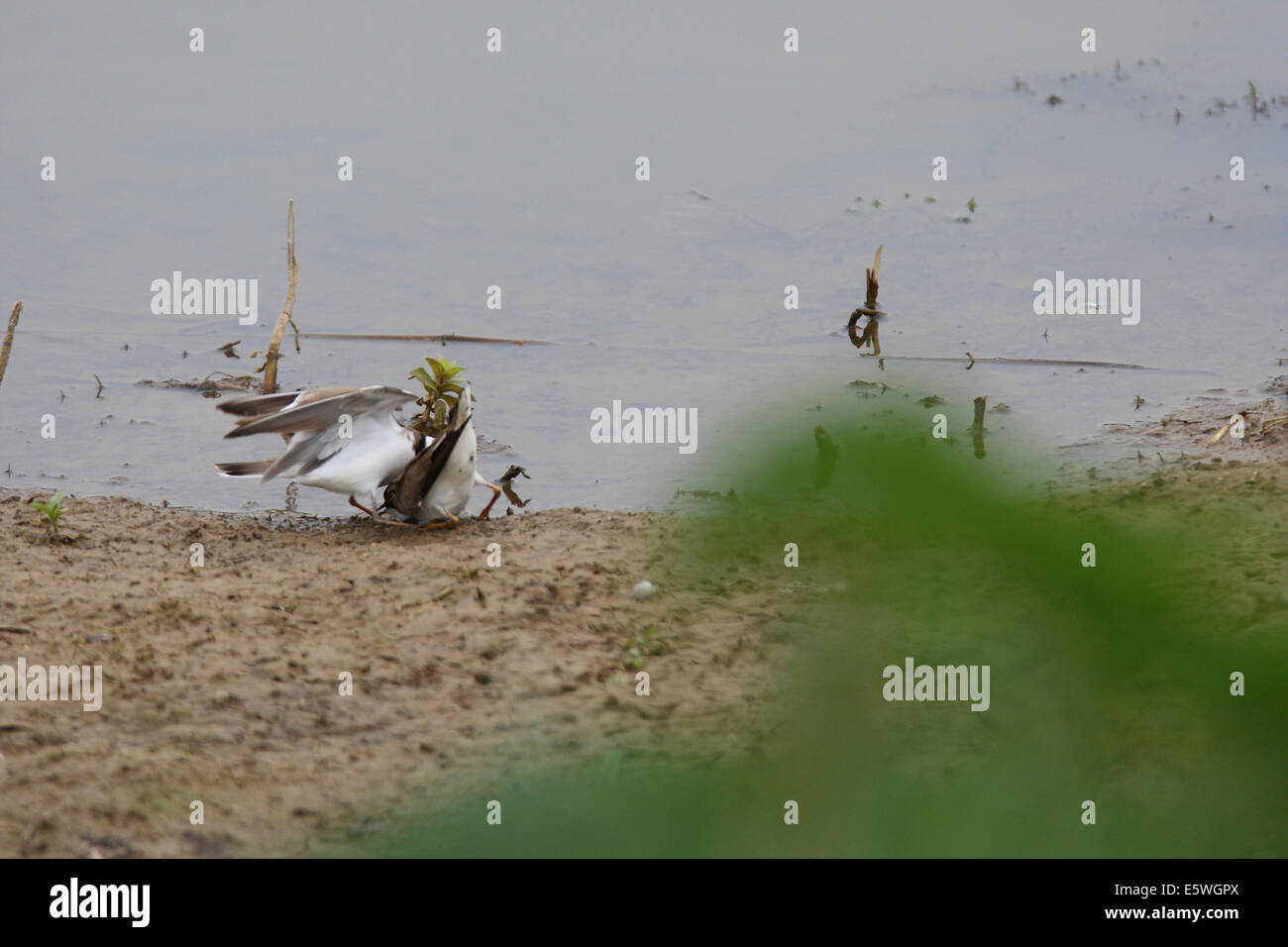 Male Little Ringed Plovers fighting over nearby female Stock Photo Alamy