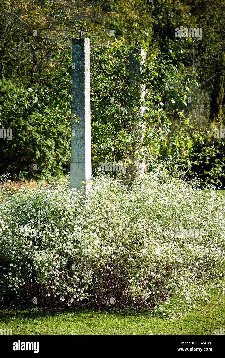 Bed of asters and historic columns in an English garden Stock Photo