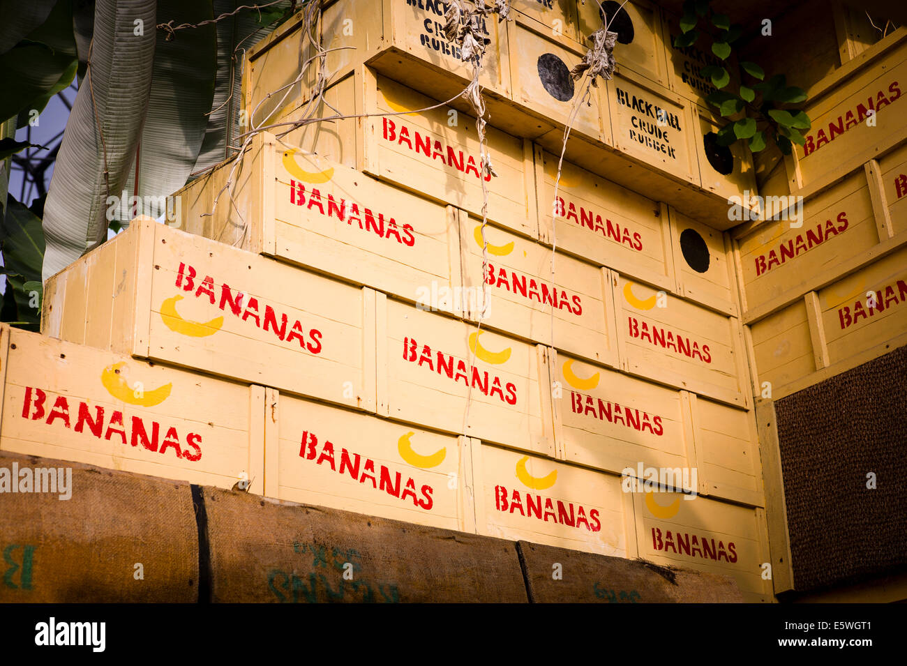 Banana boxes stacked to illustrate economic value of plants in Eden Project UK Stock Photo
