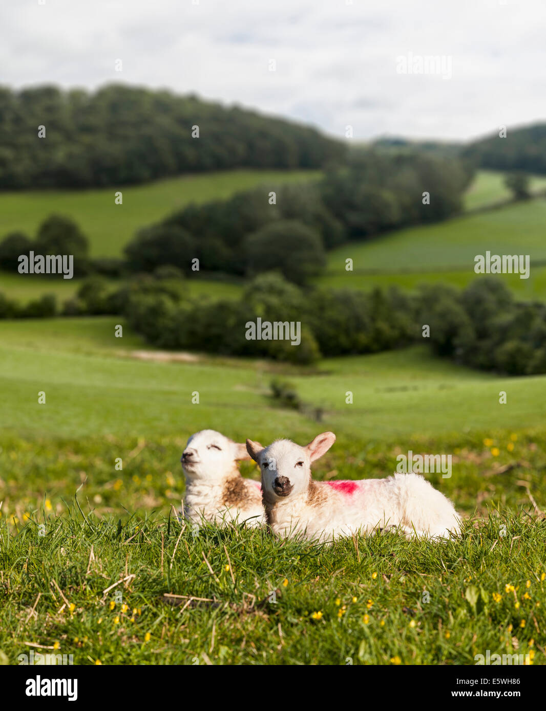 Spring Lambs in a field in springtime, England, UK Stock Photo