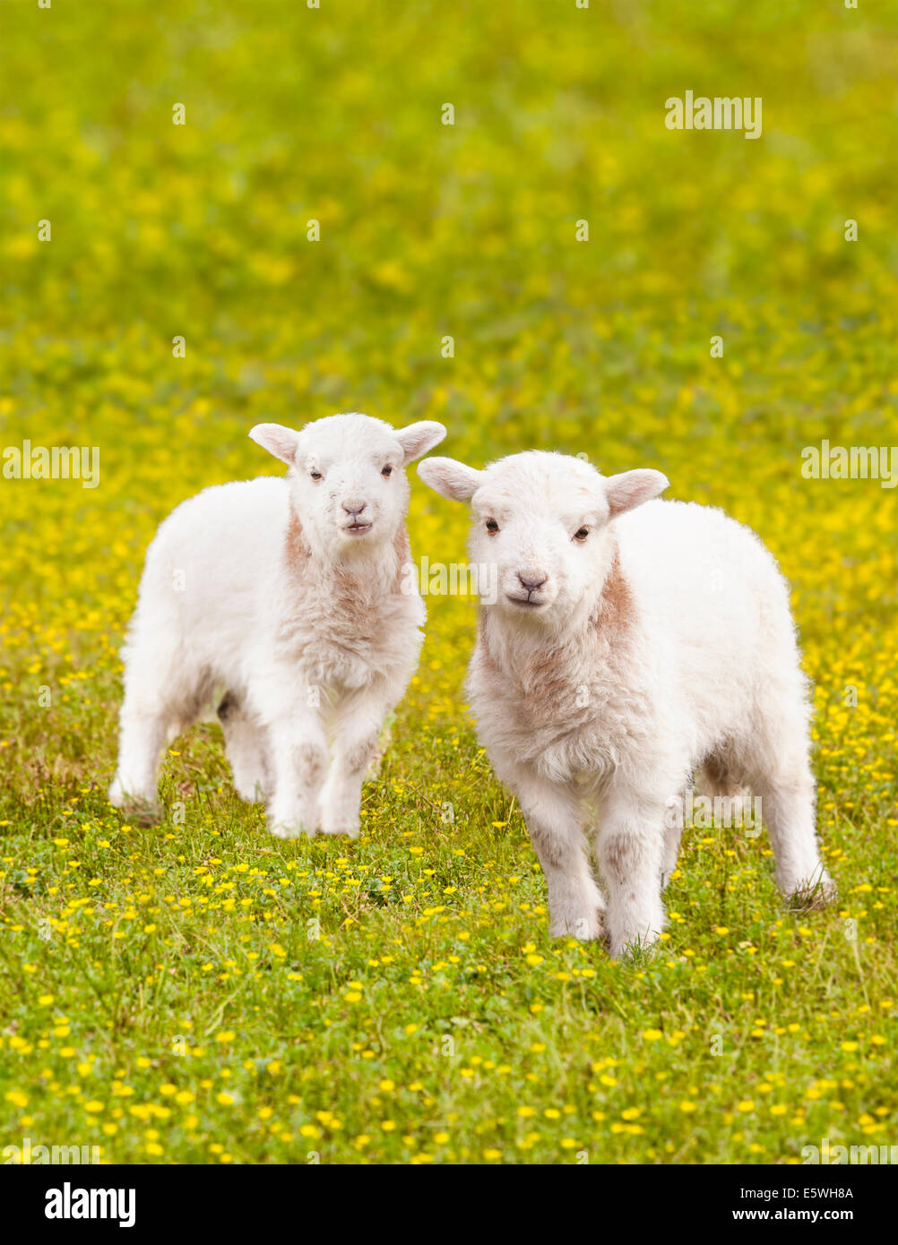 Pair of young baby lambs in a meadow full of wildflowers, UK Stock Photo