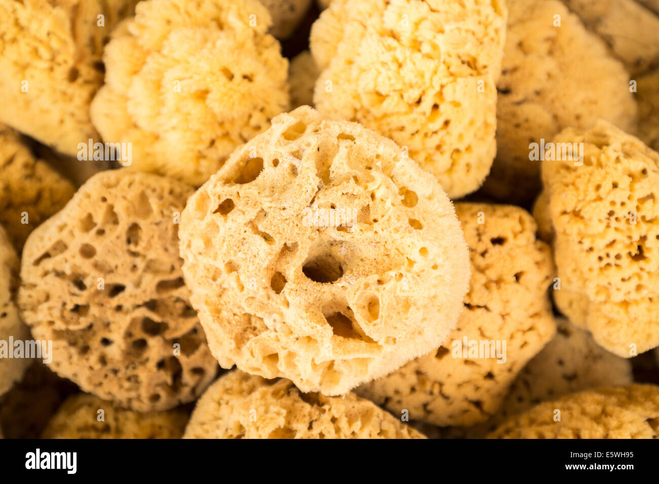 Natural sea sponges collected in Tarpon Springs, Florida, USA Stock Photo