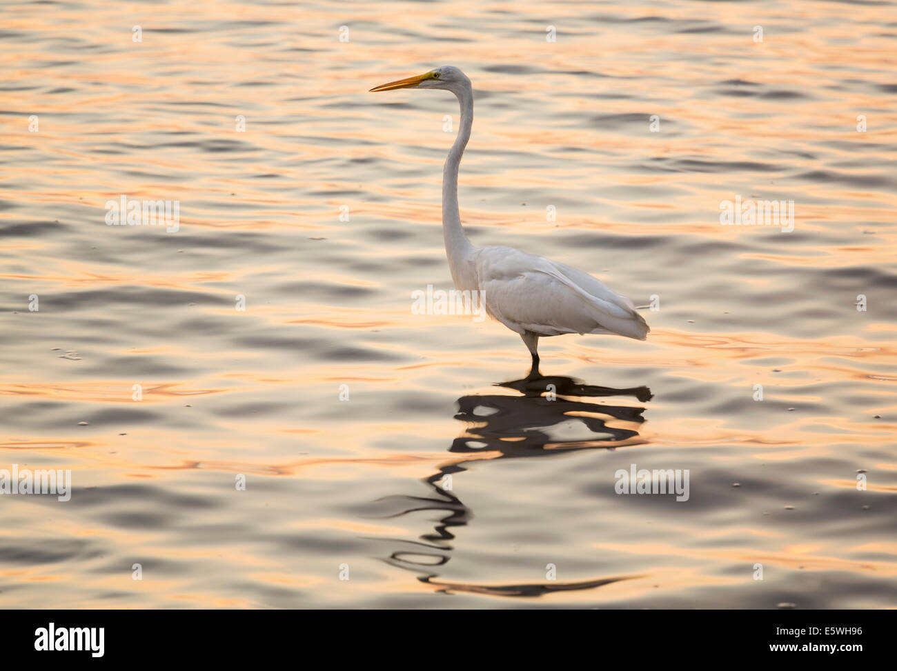 Great White Egret standing in the ocean near Tampa, Florida, USA at dawn Stock Photo
