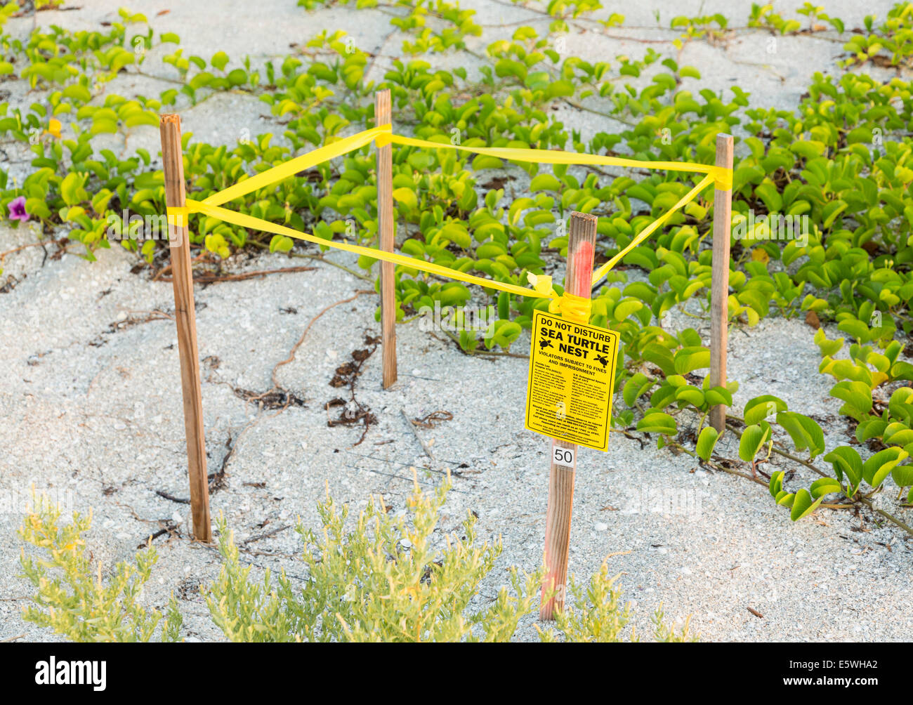 Cordoned area protecting sea turtle nests on Fort de Soto state park beach, Florida, USA Stock Photo