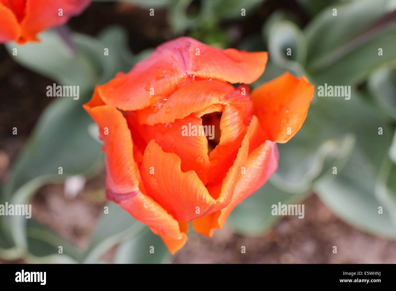 Flowers in spring Stock Photo Alamy