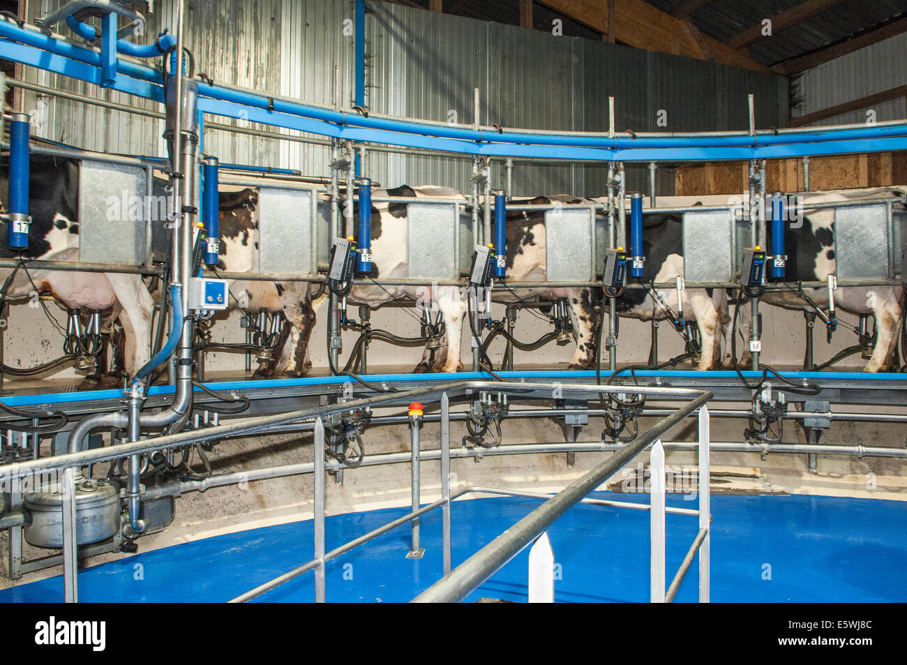 Cow, milking Stock Photo