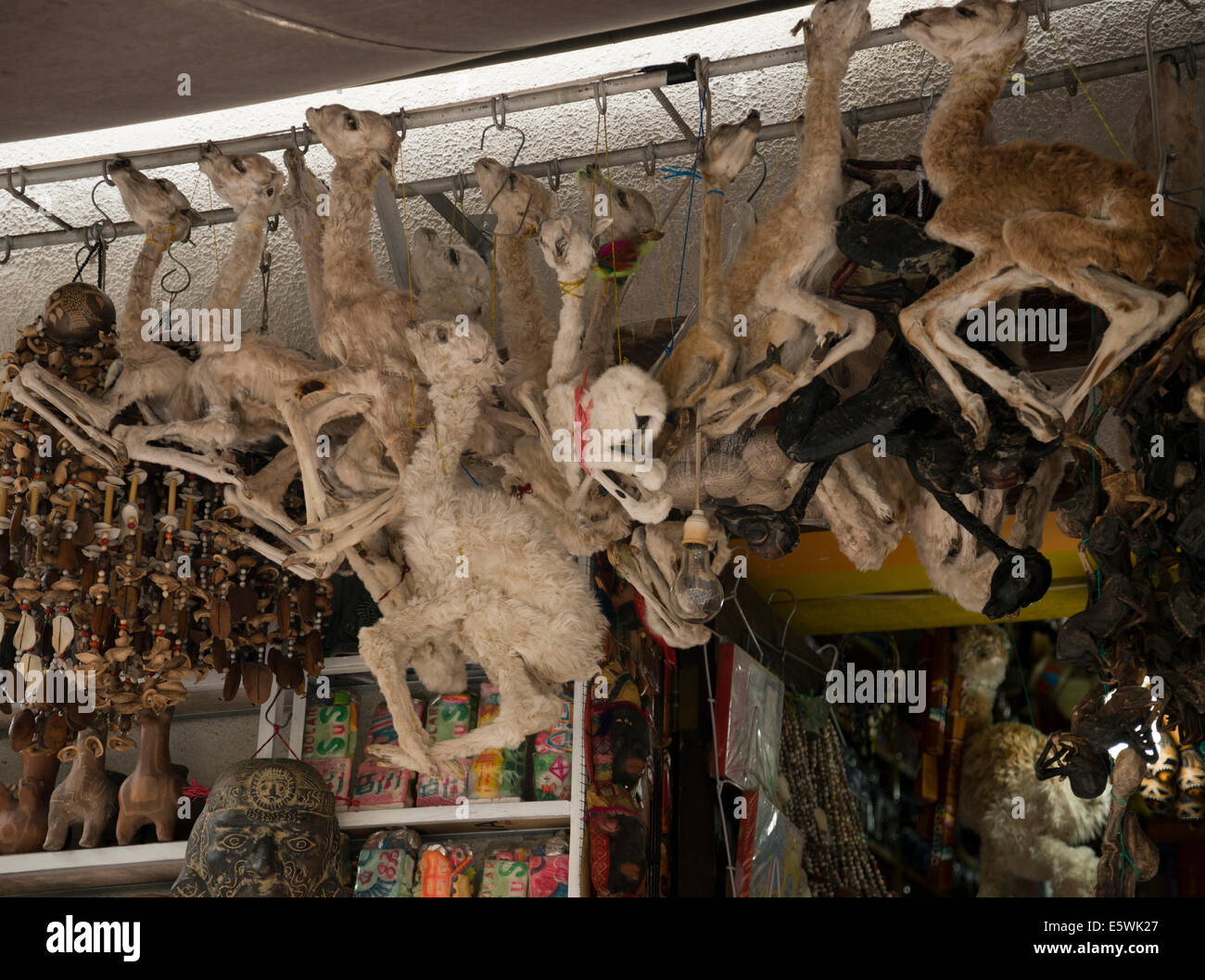 Dead dessicated Llama foetuses for sale at a street stall at the Witches market, La Paz, Bolivia. Stock Photo