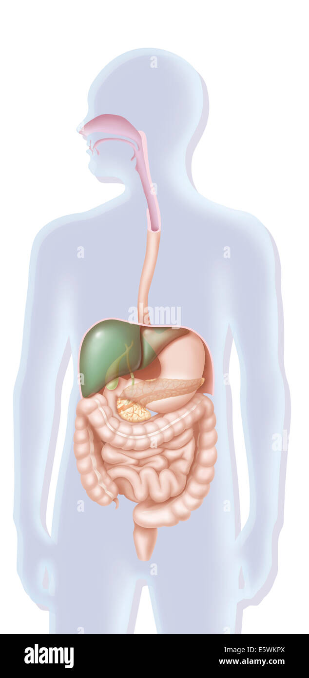 Digestive system, drawing Stock Photo