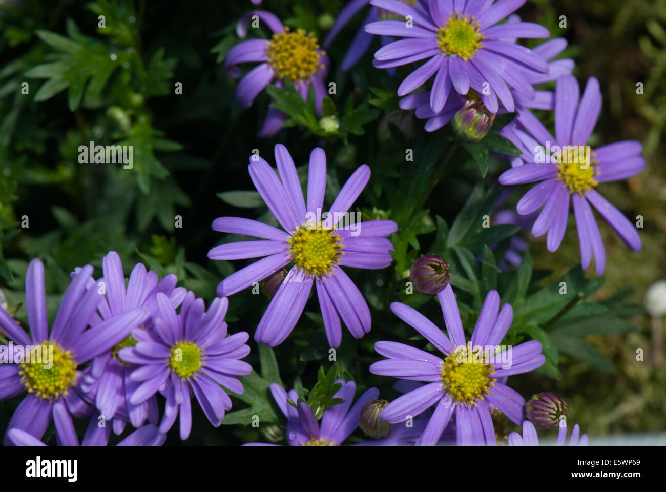Purple Aster flowers Stock Photo