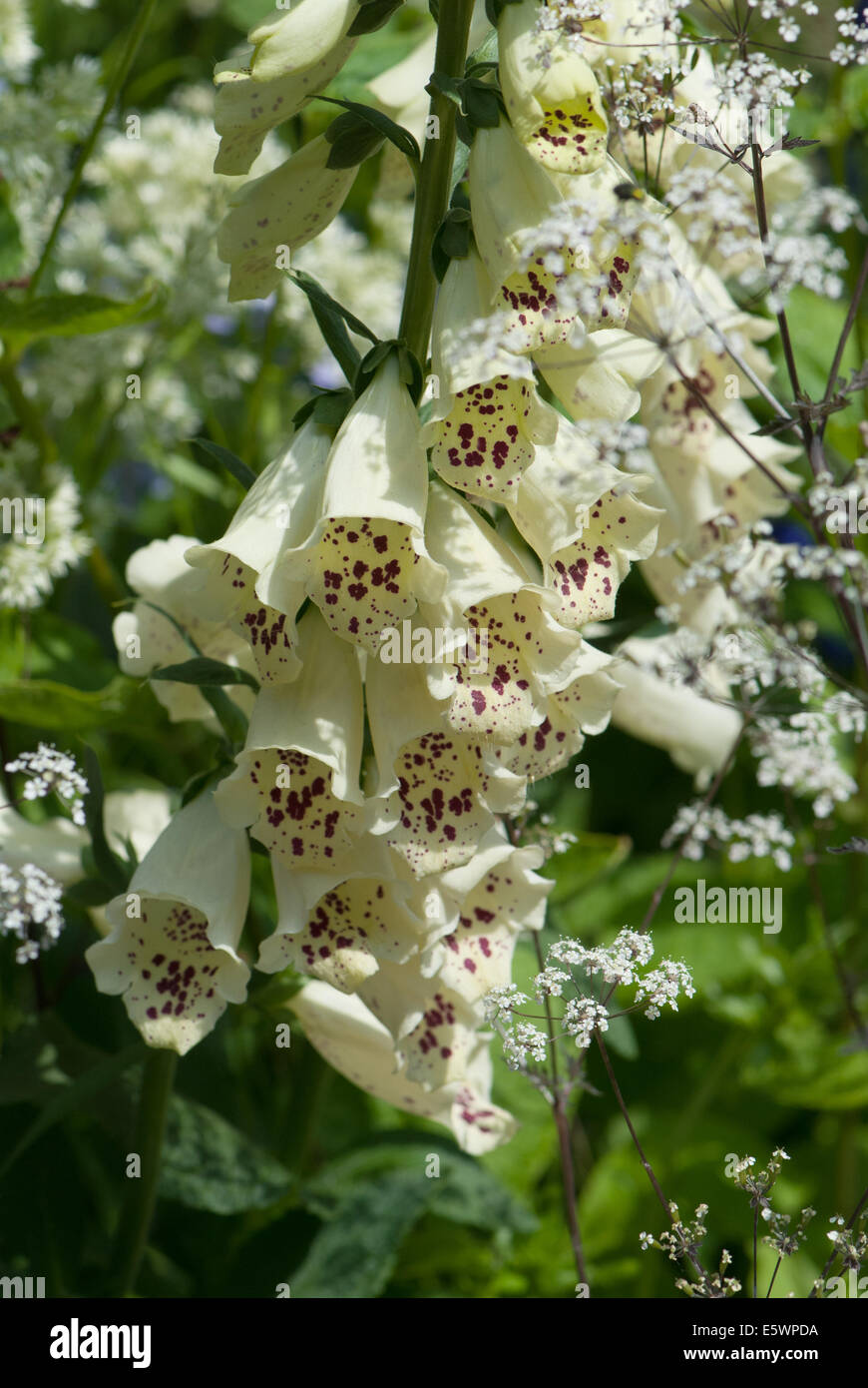 White flowers, Digitalis purpurea albiflora Stock Photo Alamy