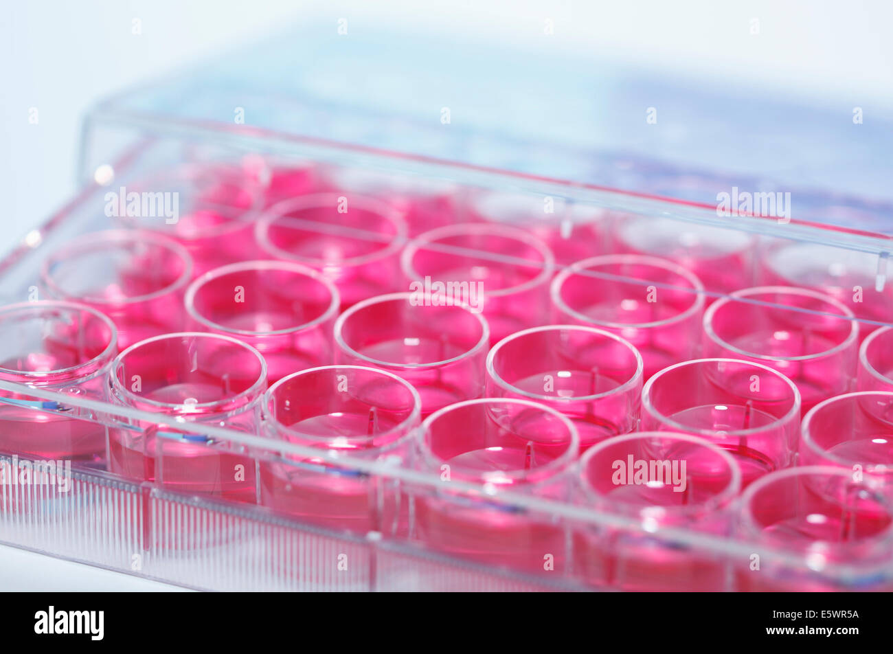 Multiwell dish containing cell culture medium (DMEM) Stock Photo