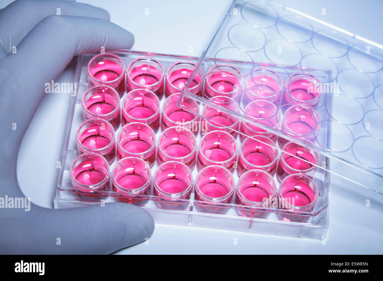 Gloved hand holding multiwell dish containing cell culture medium (DMEM) Stock Photo