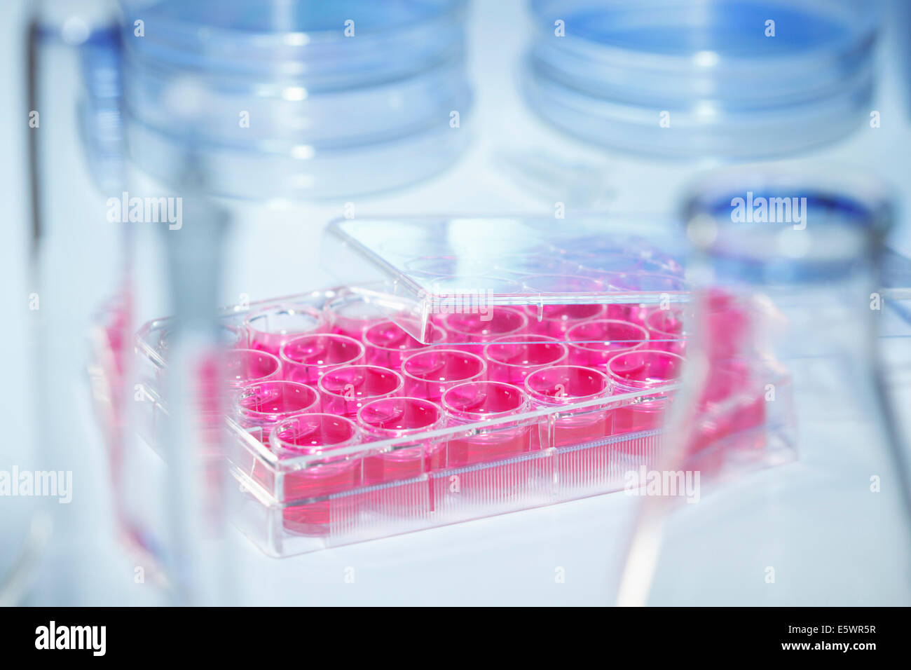 Multiwell plate containing cell culture medium (DMEM) surrounded by laboratory flasks Stock Photo