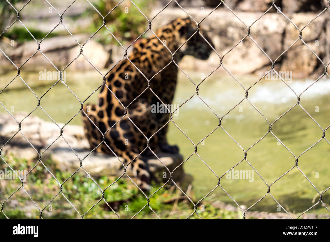 Spotted jaguar sits on rock beside pond behind wire chain link fence enclosure at Jacksonville, Florida zoo. Stock Photo