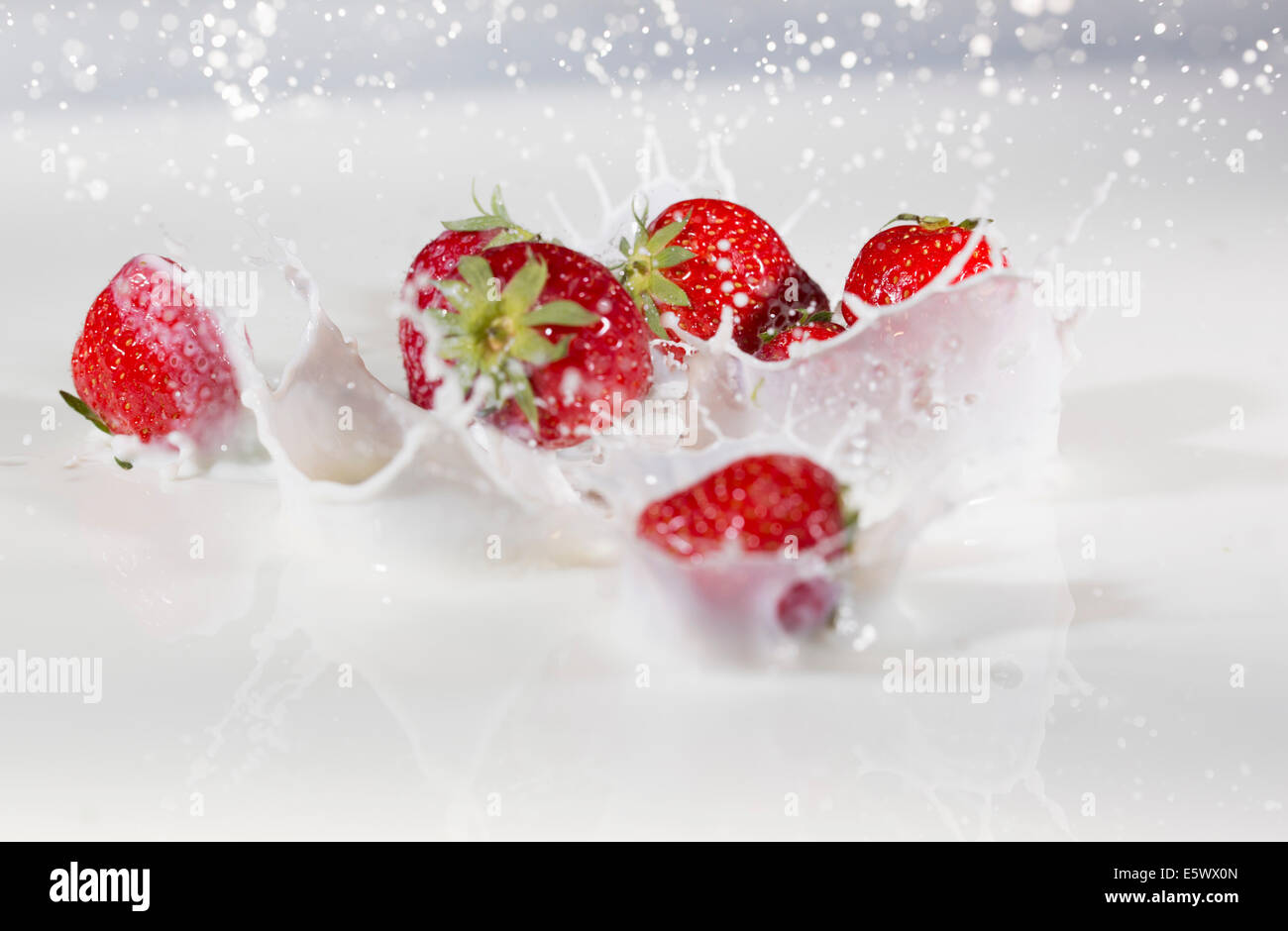Fresh strawberries splashing into milk Stock Photo