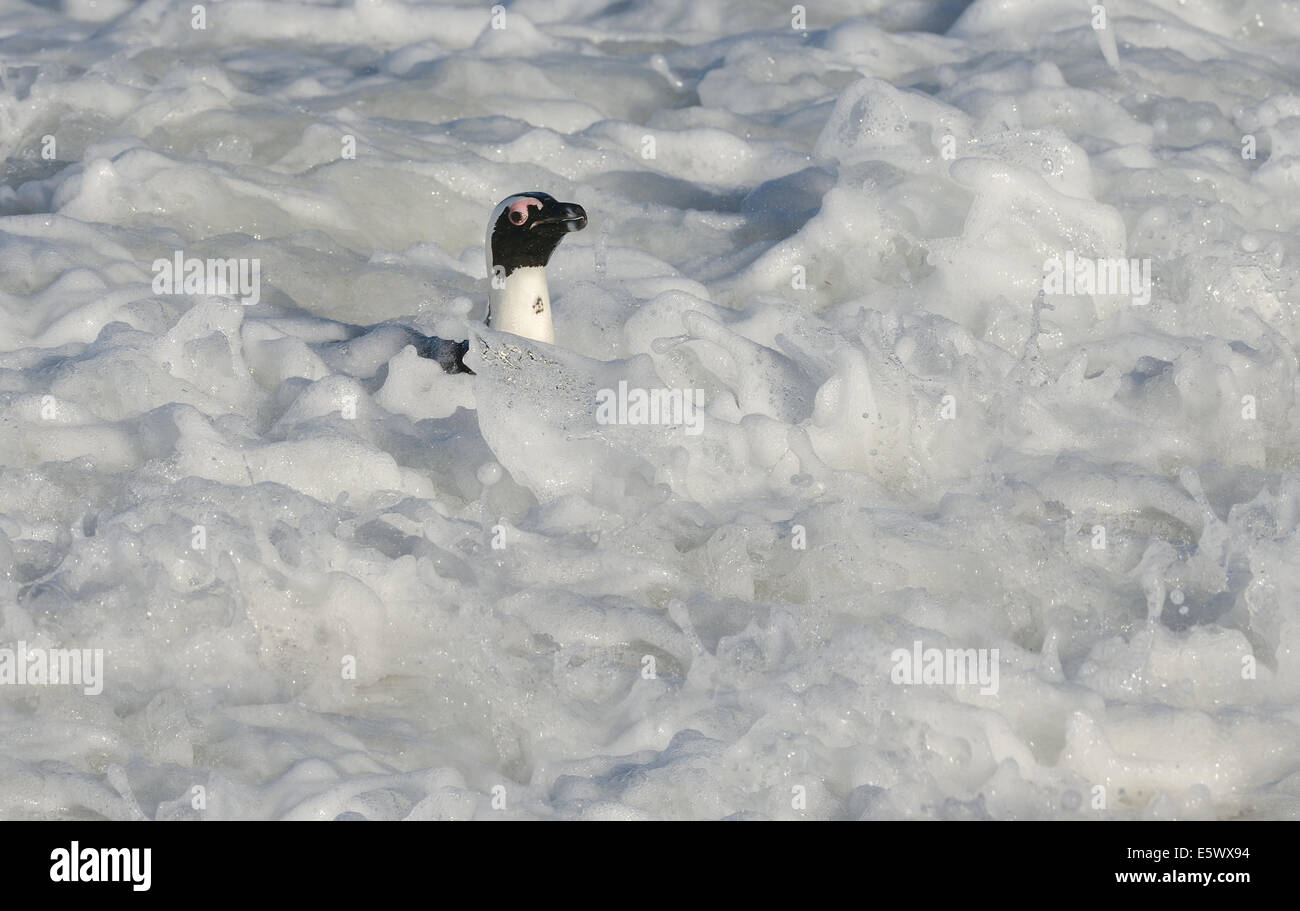 African Penguin (Spheniscus demersus) in the surf near Cape Town in South Africa. Stock Photo