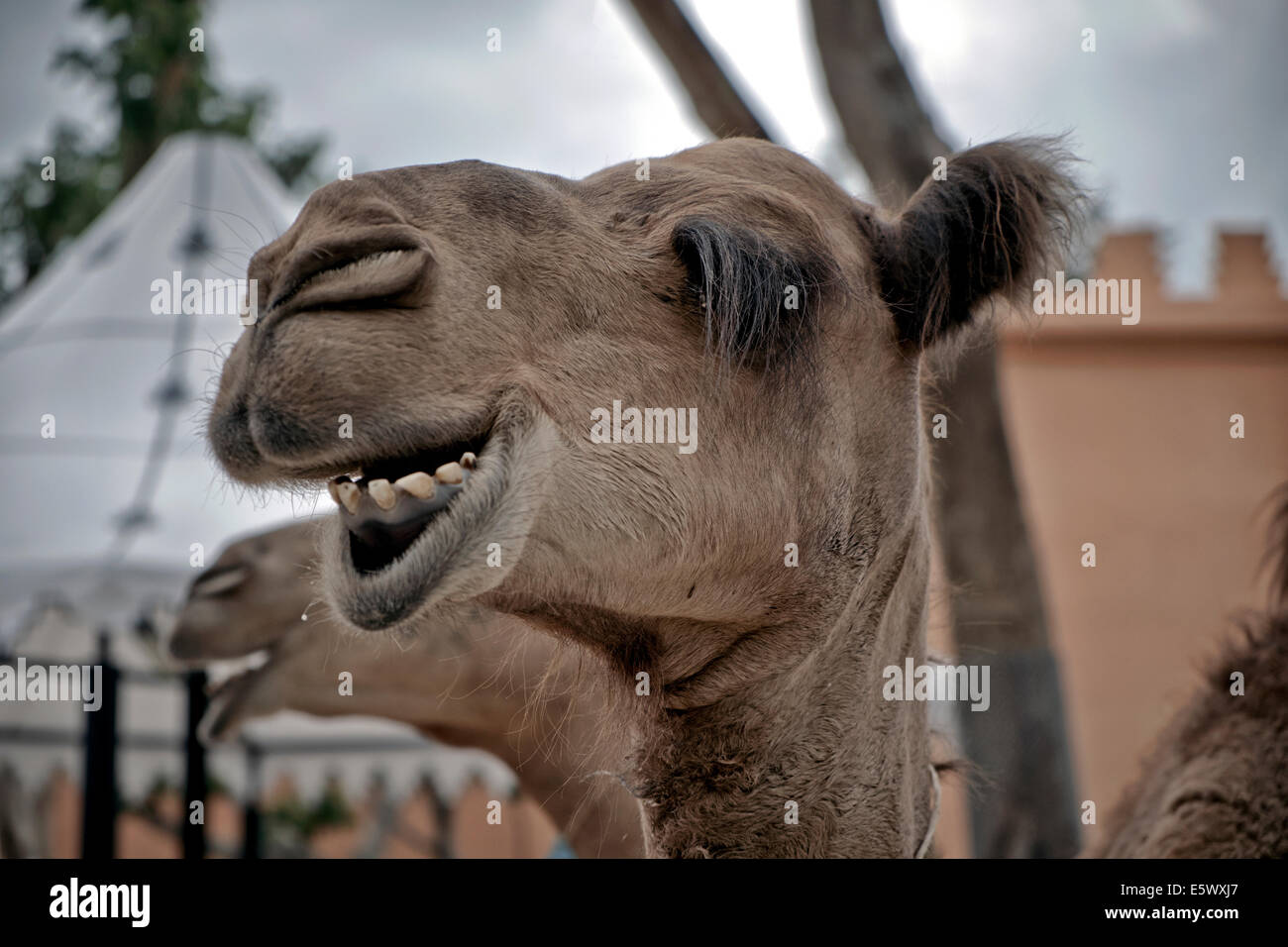 Camel funny animal face laughing Stock Photo