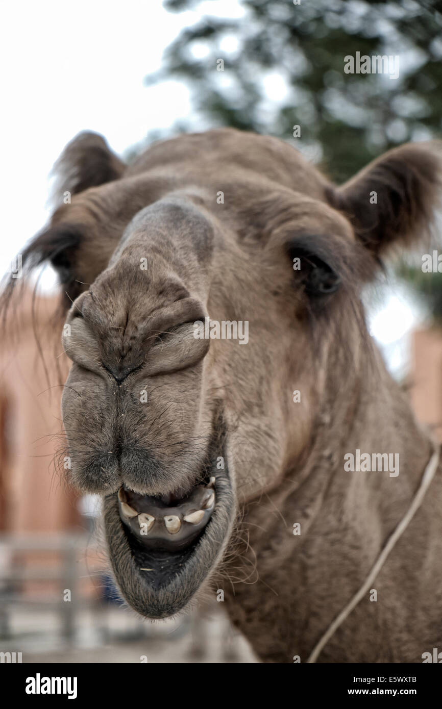 Camel funny animal  face laughing Stock Photo