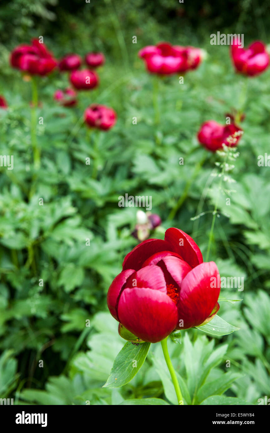 Red Fernleaf peony on a wild Stock Photo