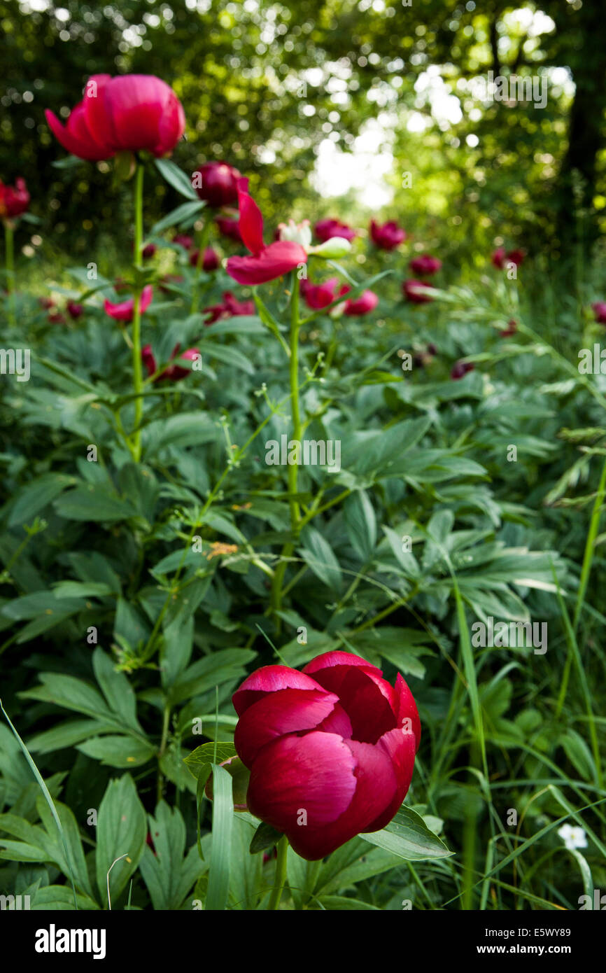 Red Fernleaf peony on a wild Stock Photo