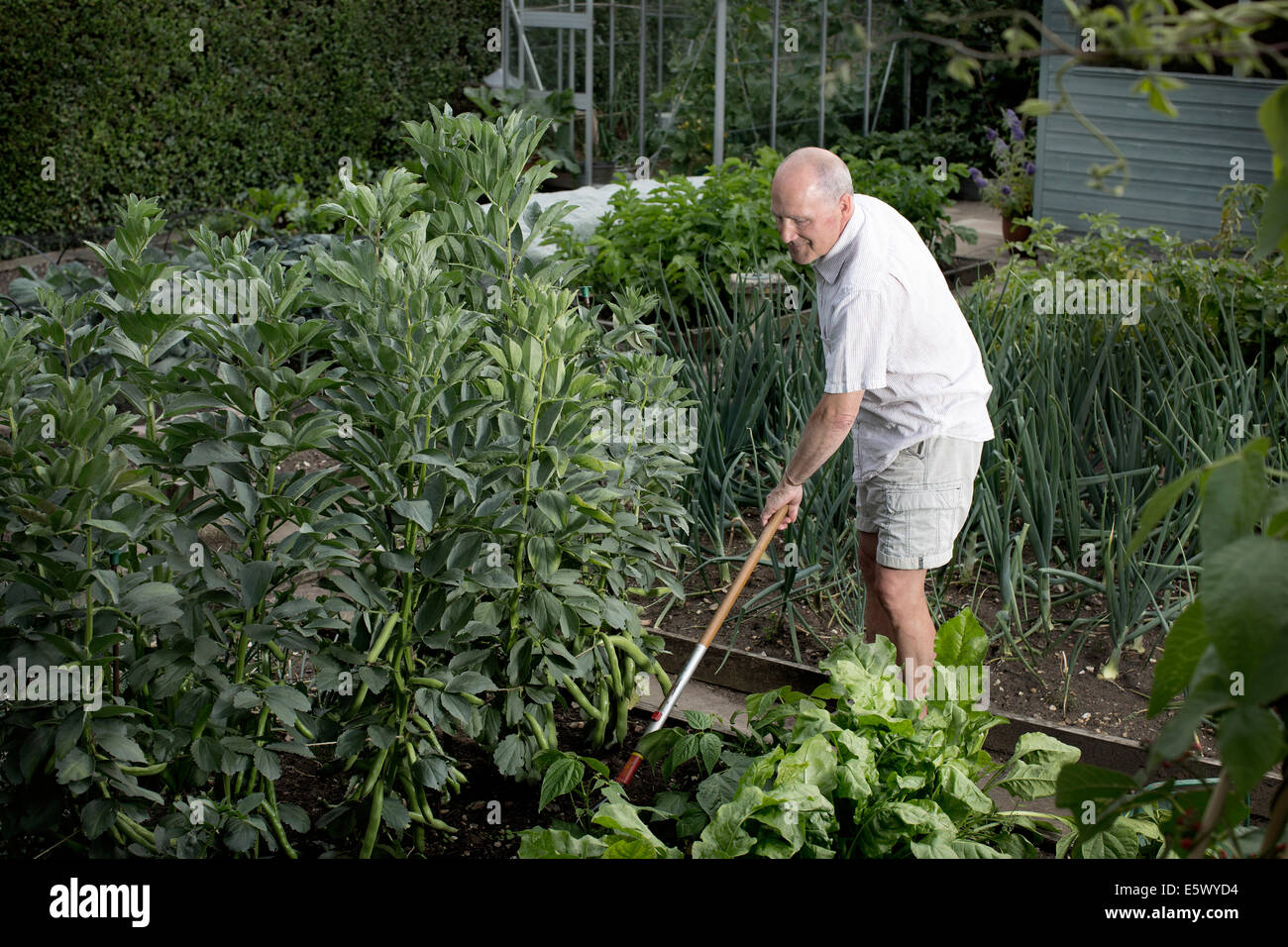 Senior man raking his vegetable garden Stock Photo