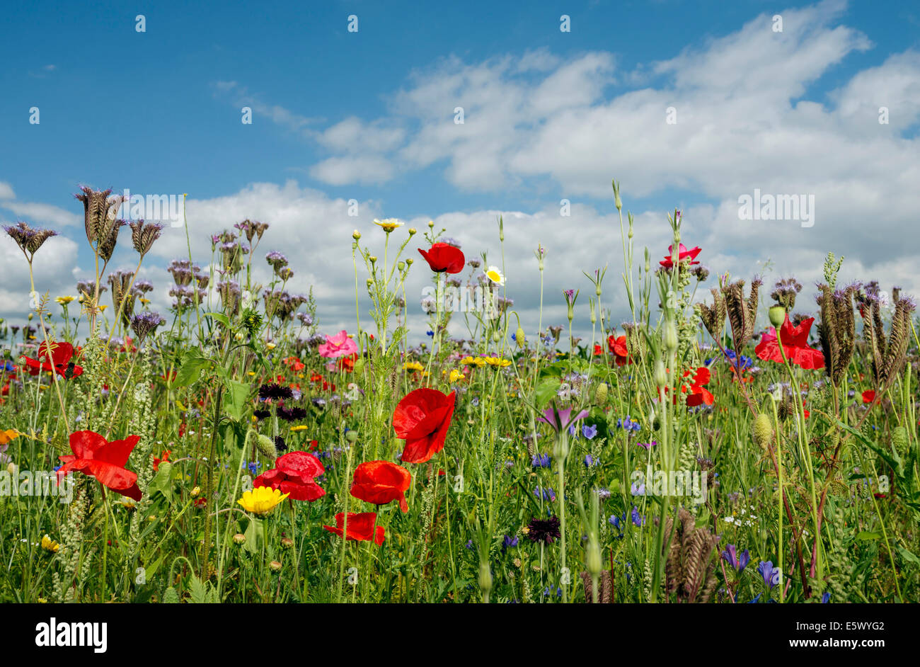 Flowers growing in summer hi-res stock photography and images - Alamy