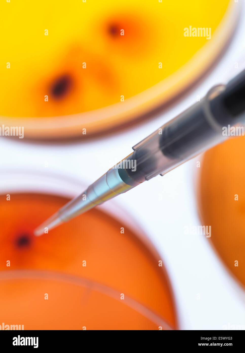 Scientist pipetting sample into a petri dish containing cultured bacteria in a microbiology lab Stock Photo